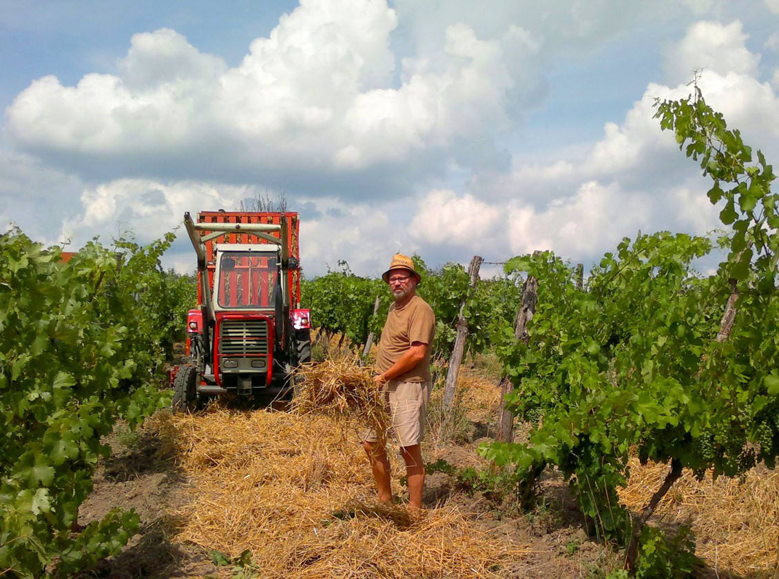 Die Biowinzerei in Pulkau