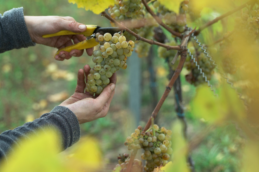 Unser Wein wird handgelesen